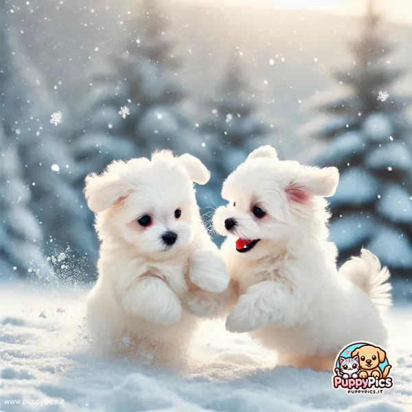 dogs
