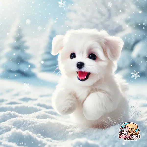 dogs